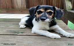 Beagle dogs for sale: Lacey - Image 2