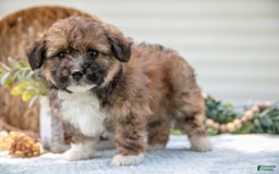Mini Aussiedoodle dogs for sale: Rambo - Image 2