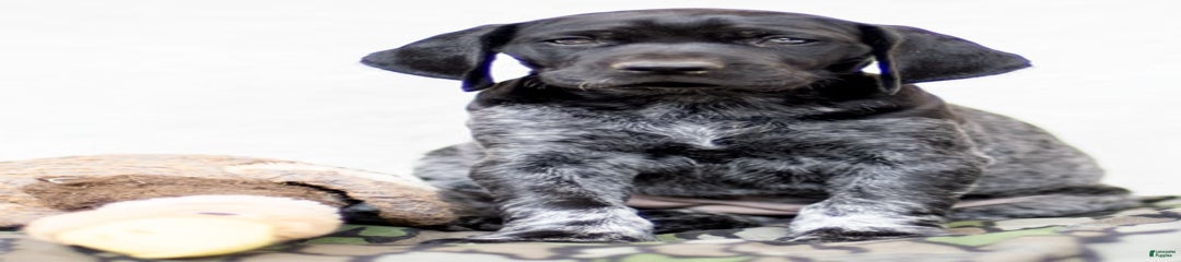Skye