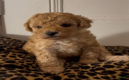 Maltipoo dogs for sale: Maya - Image 4