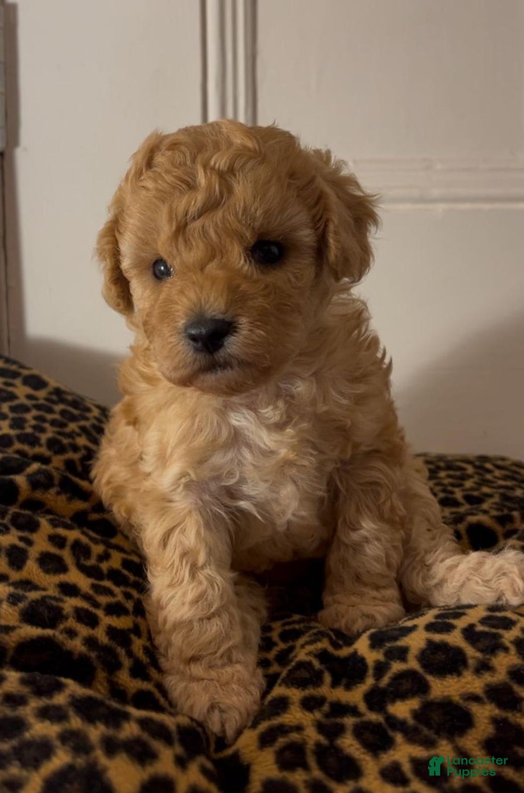 Maltipoo dogs for sale: Maya - Image 4
