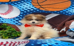 Pomeranian dogs for sale: Keno Genetic Testing - Image 1