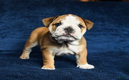 English Bulldog dogs for sale: Martha - Image 7