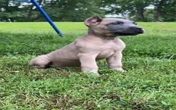 Cane Corso dogs for sale: Fomentino Female 1 - Image 1