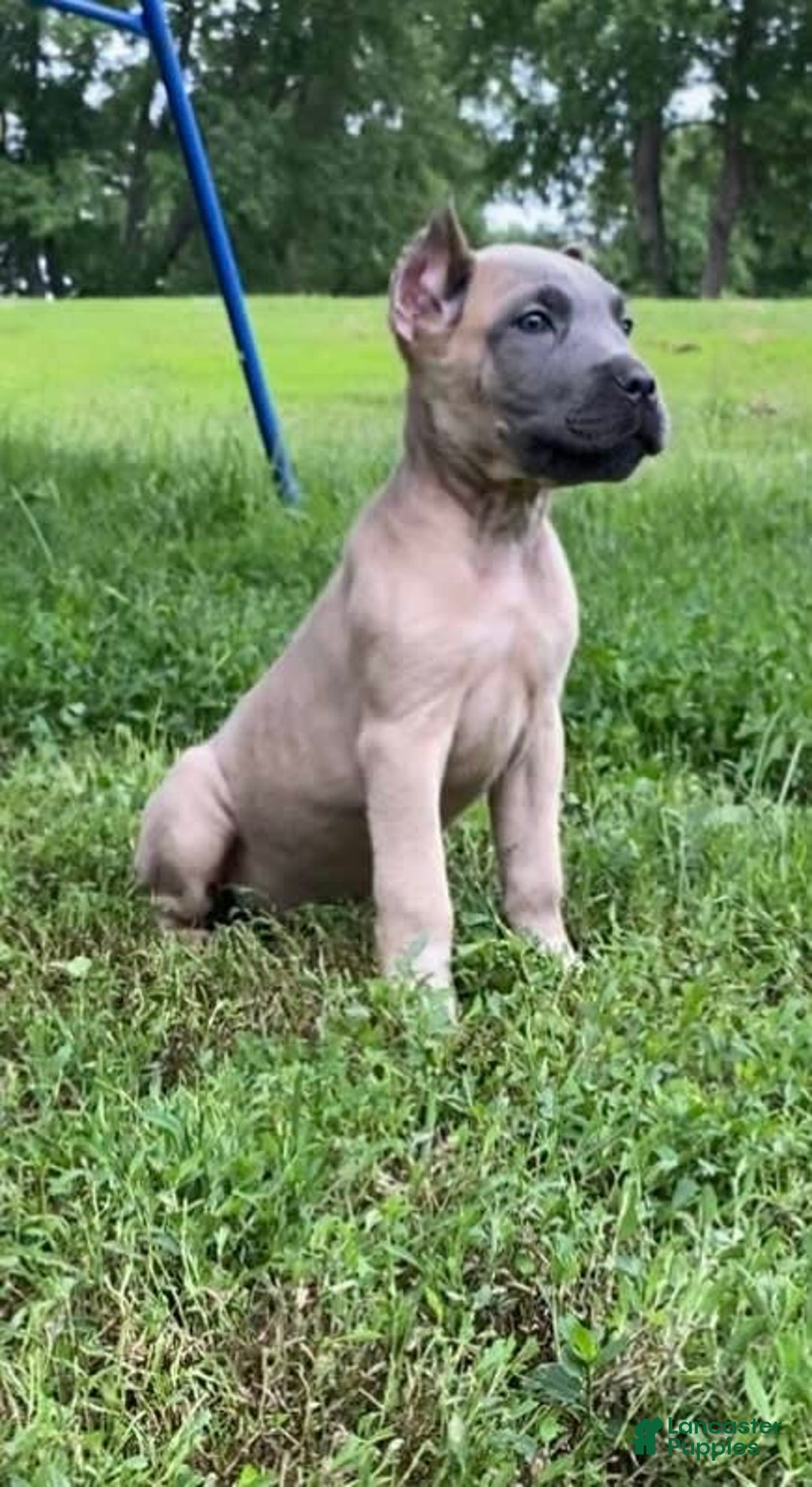 Cane Corso dogs for sale: Fomentino Female 1 - Image 1