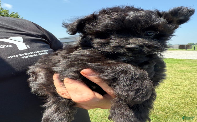 Pomapoo dogs for sale - Ad 2