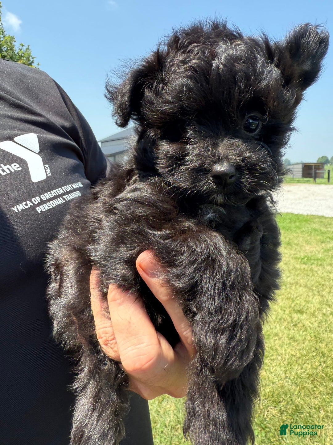 Pomapoo dogs for sale: Maddy - Image 1