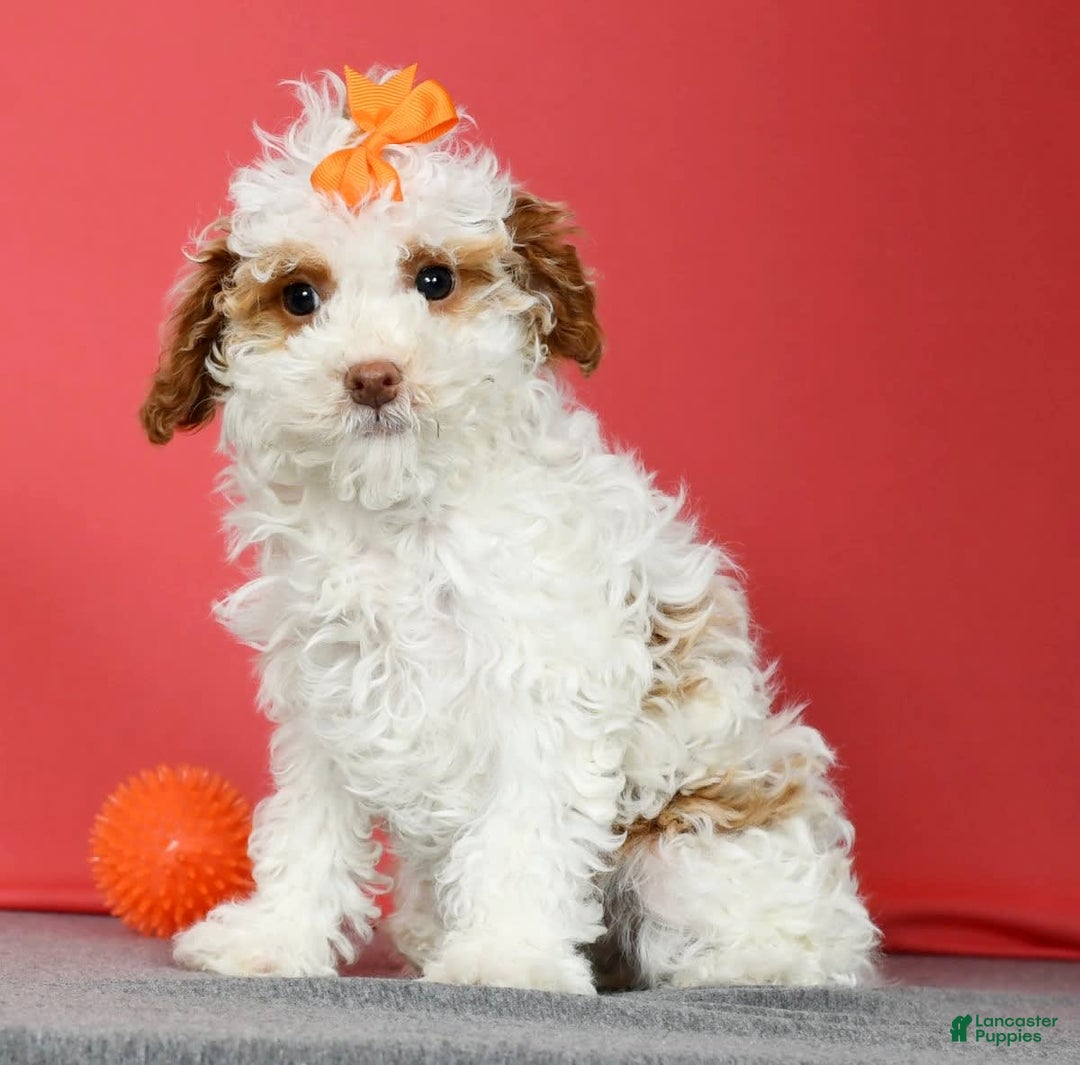 Miniature Poodle dogs for sale: Azalea - Image 9