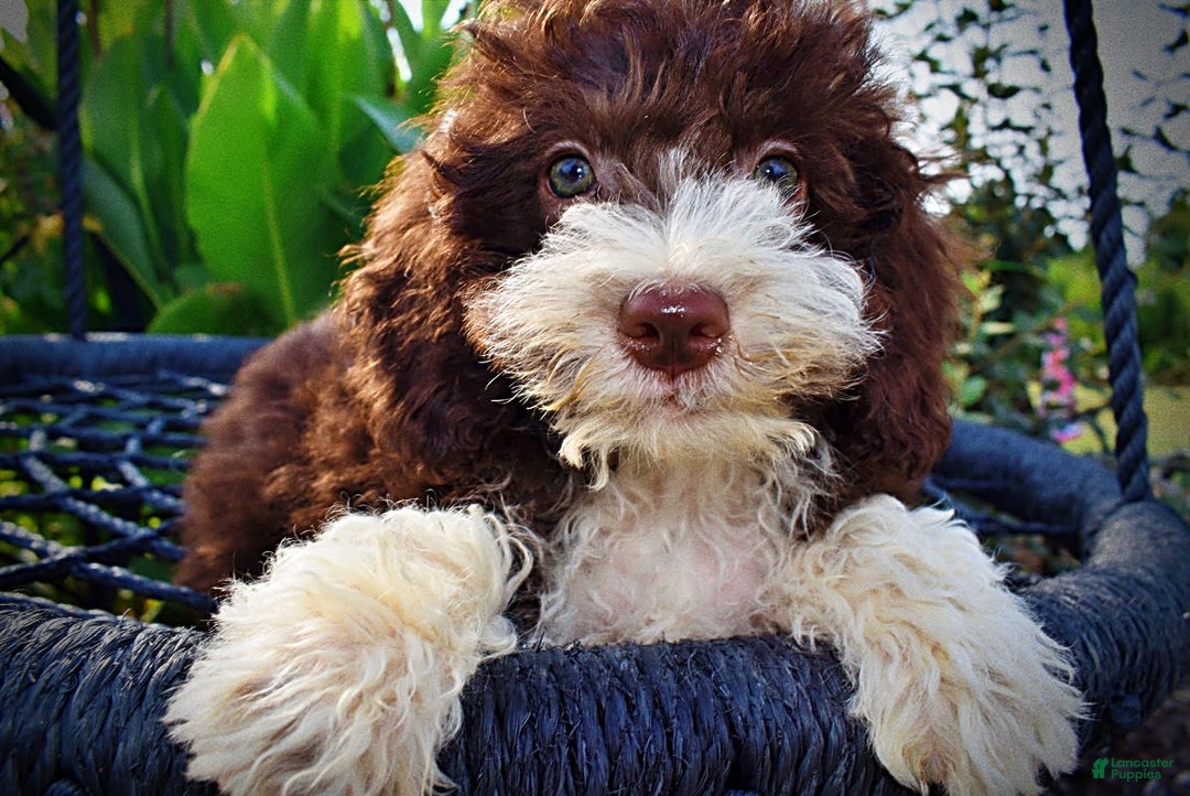 Havapoo dogs for sale: Happy - Image 9