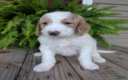 Goldendoodle dogs for sale: Sue - Image 1
