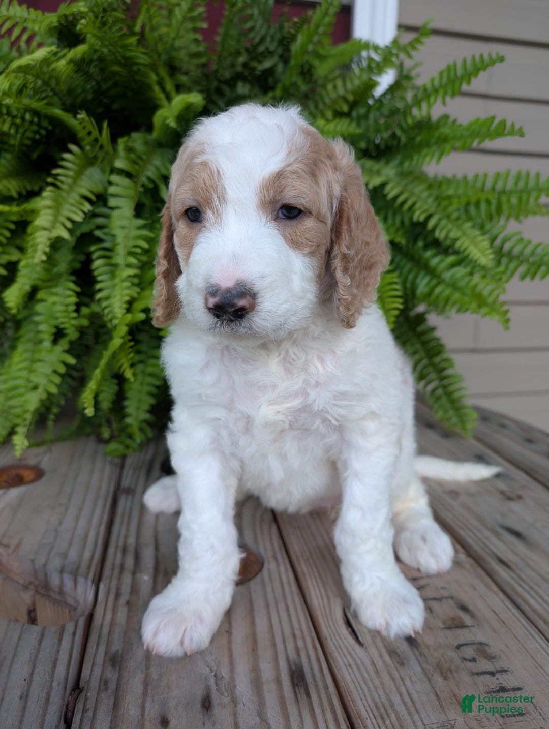 Goldendoodle dogs for sale: Sue - Image 1