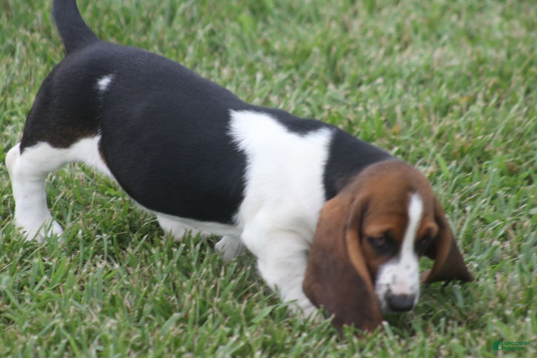 Basset Hound dogs for sale: Deb - Image 5