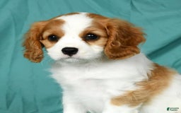 Cavalier King Charles Spaniel dogs for sale: Izzy - Image 7