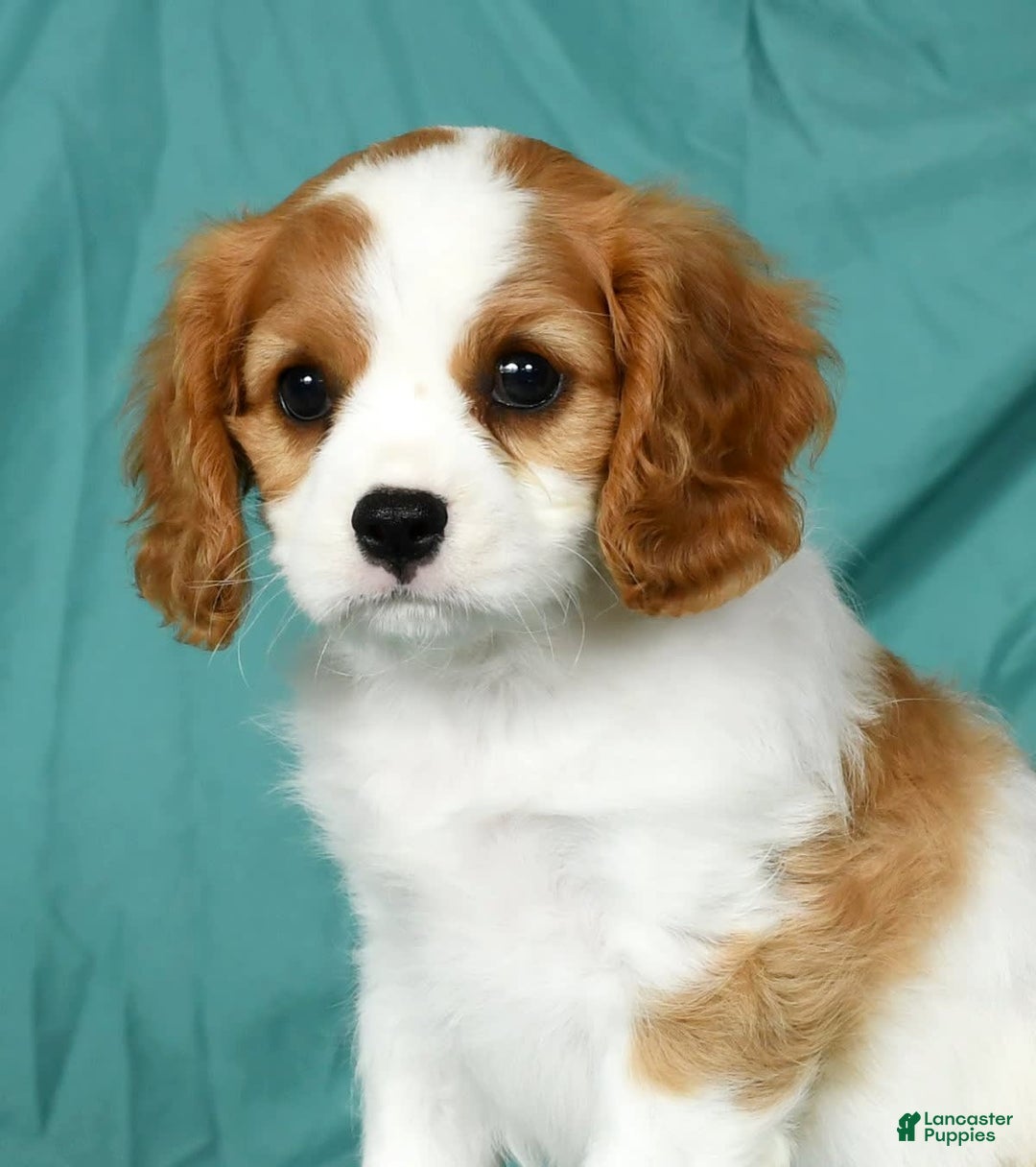 Cavalier King Charles Spaniel dogs for sale: Izzy - Image 7