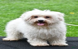 Morkie dogs for sale: Clifford - Image 9