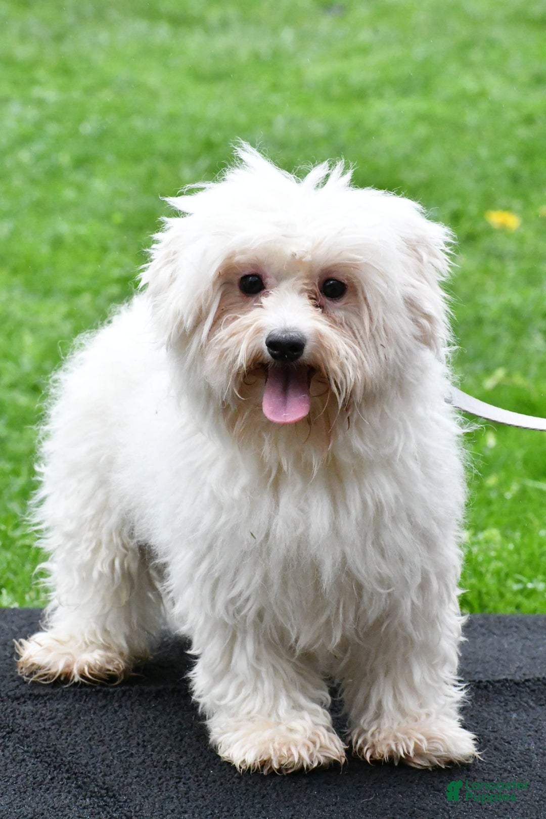 Morkie dogs for sale: Clifford - Image 9