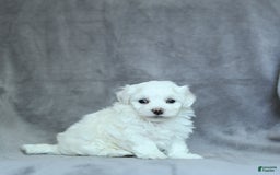 Maltese dogs for sale: Dakota - Image 7