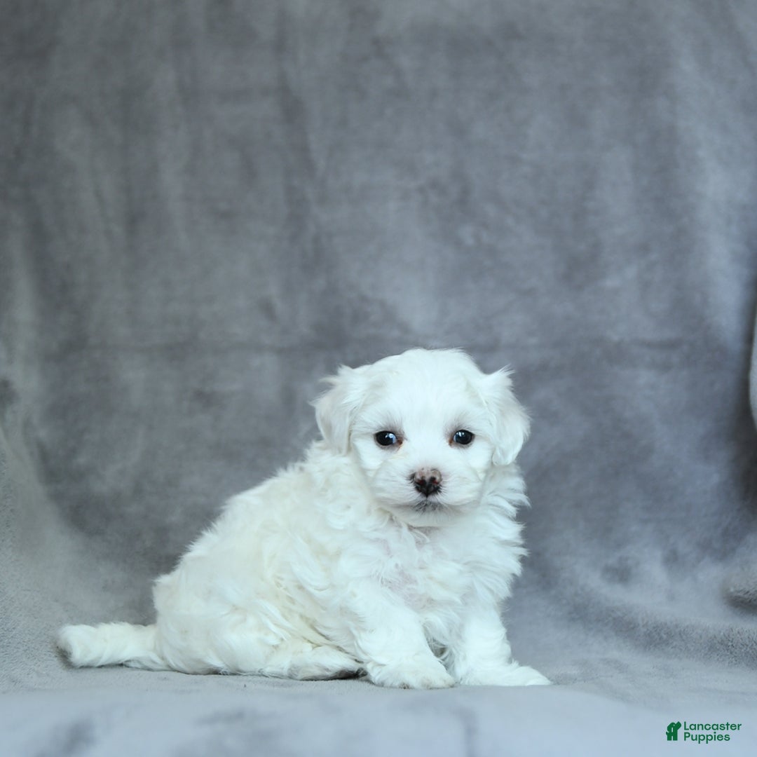 Maltese dogs for sale: Dakota - Image 7