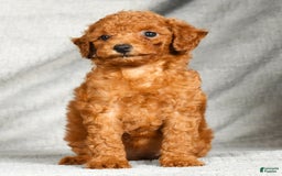 Miniature Poodle dogs for sale: Dixie - Image 9
