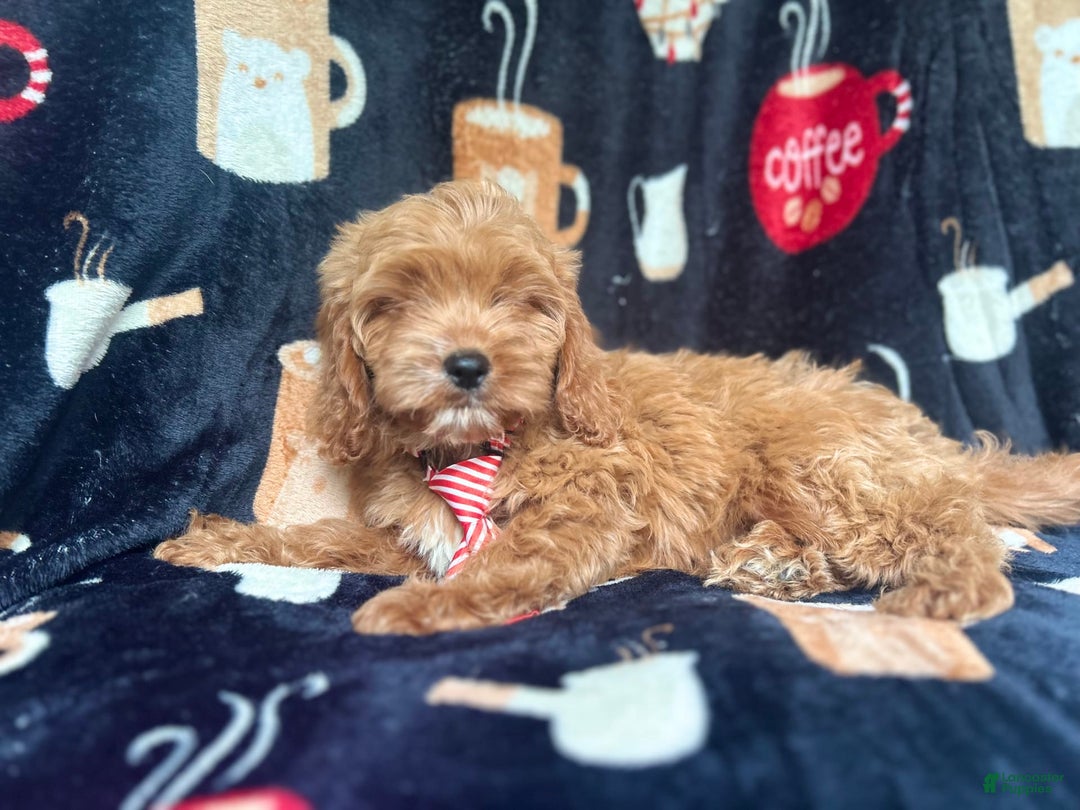 Cavapoo dogs for sale: Ringo - Image 5