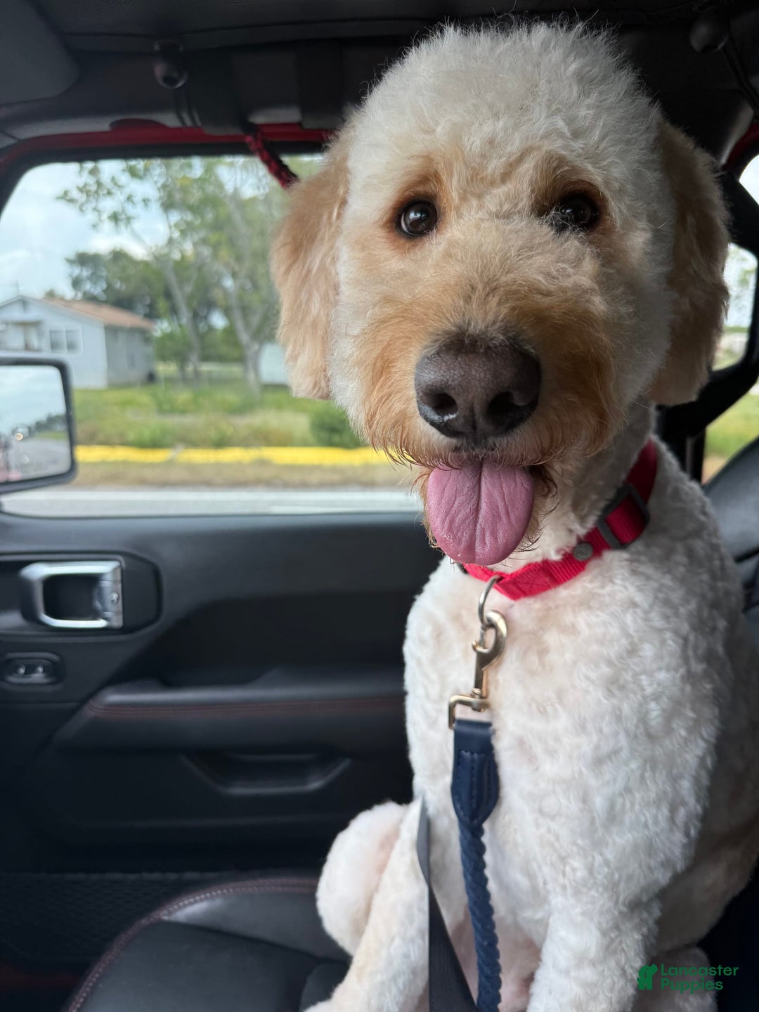 Goldendoodle dogs for sale: Jane - Image 5