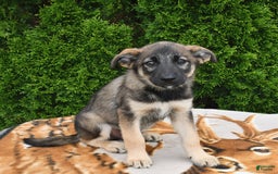 Norwegian Elkhound dogs for sale: Charlie - Image 1
