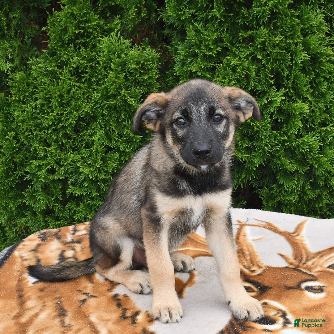 Norwegian Elkhound dogs for sale: Charlie - Image 1