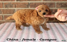 Cavapoo dogs for sale: China - Image 1