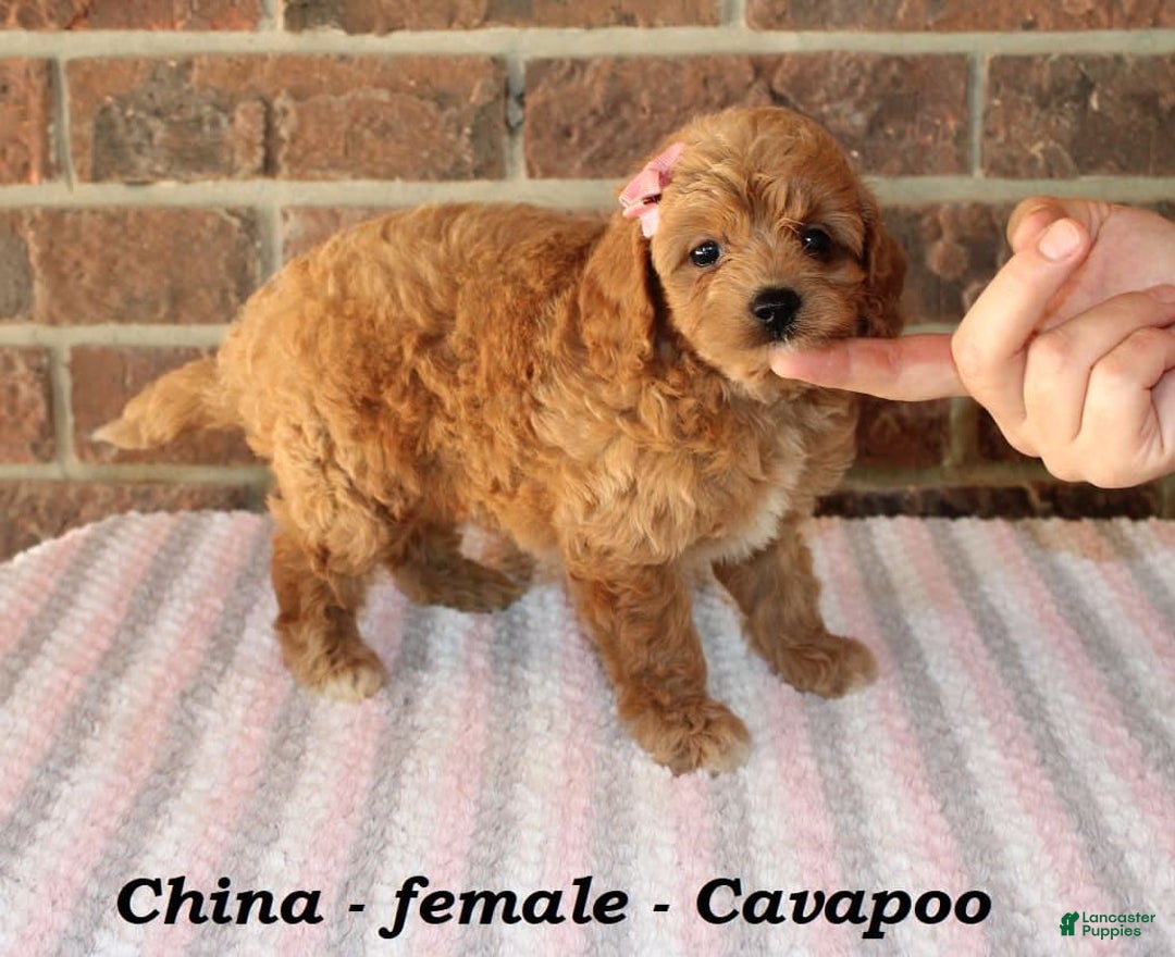 Cavapoo dogs for sale: China - Image 1