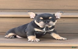 French Bulldog dogs for sale: Honey - Image 3