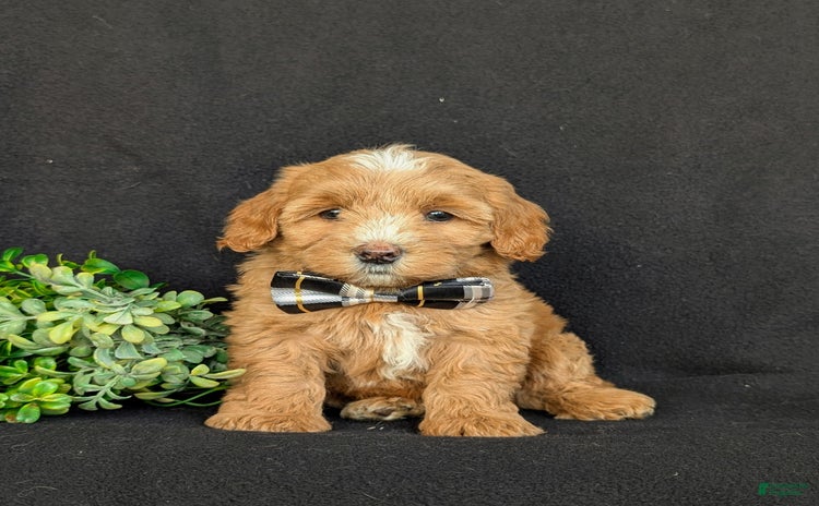 Cockapoo dogs for sale - Ad 5