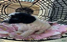 Miniature Poodle dogs for sale: Thor - Image 2