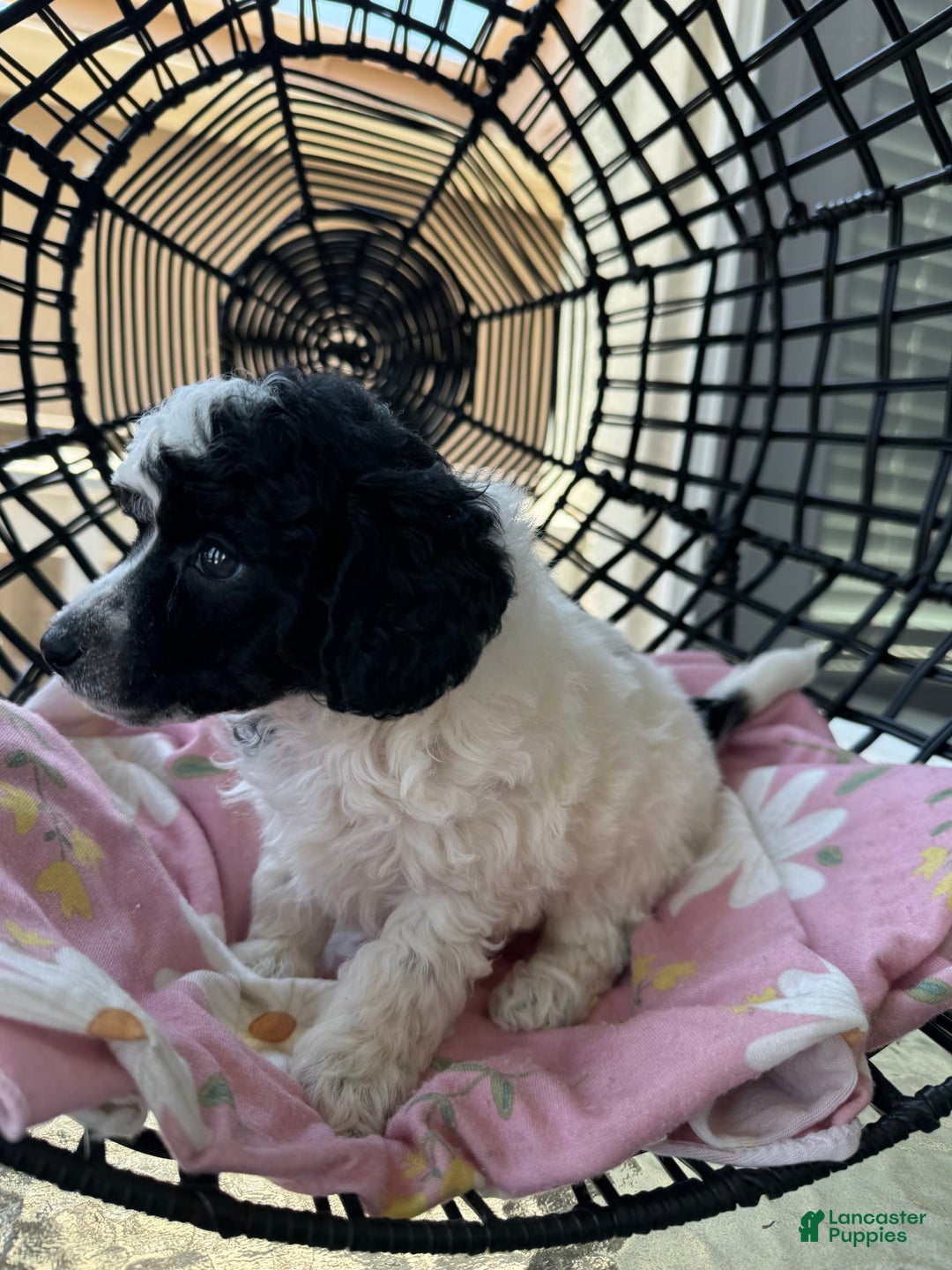 Miniature Poodle dogs for sale: Thor - Image 2