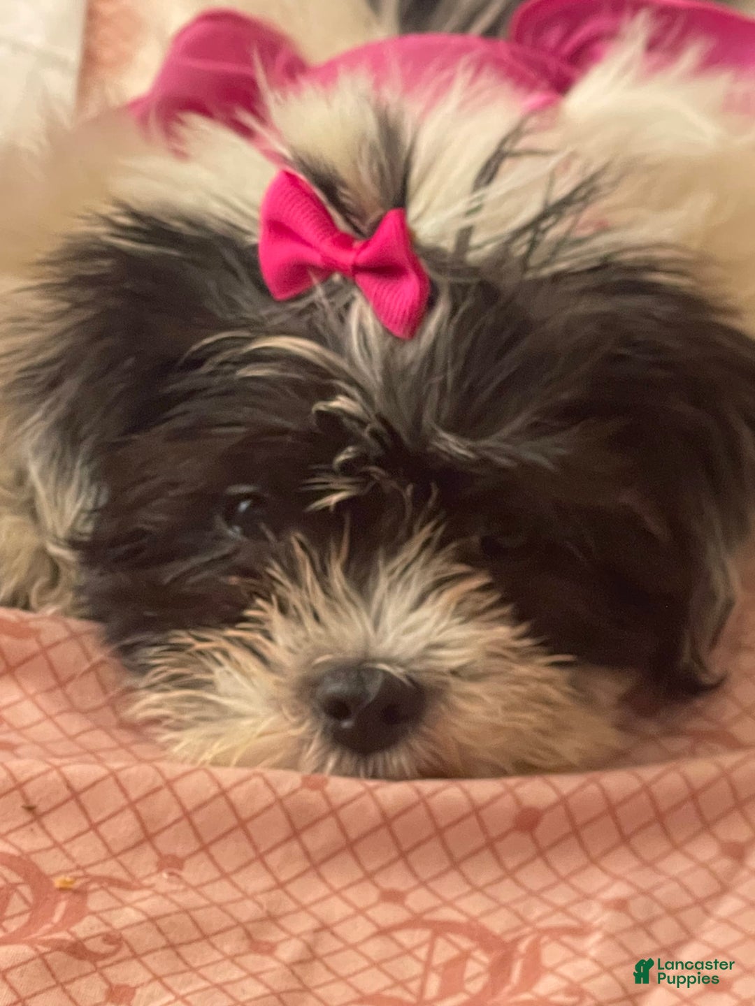Shihpoo dogs for sale: Shihpoo - Image 4