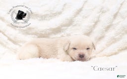 Cane Corso dogs for sale: "caesar" - Image 3