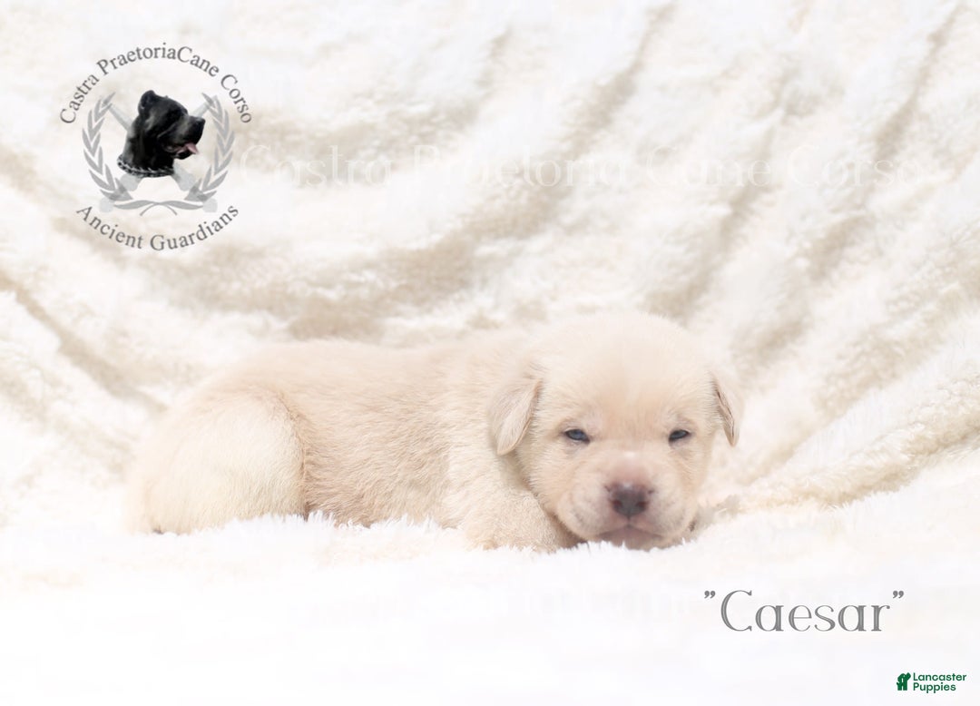 Cane Corso dogs for sale: "caesar" - Image 3