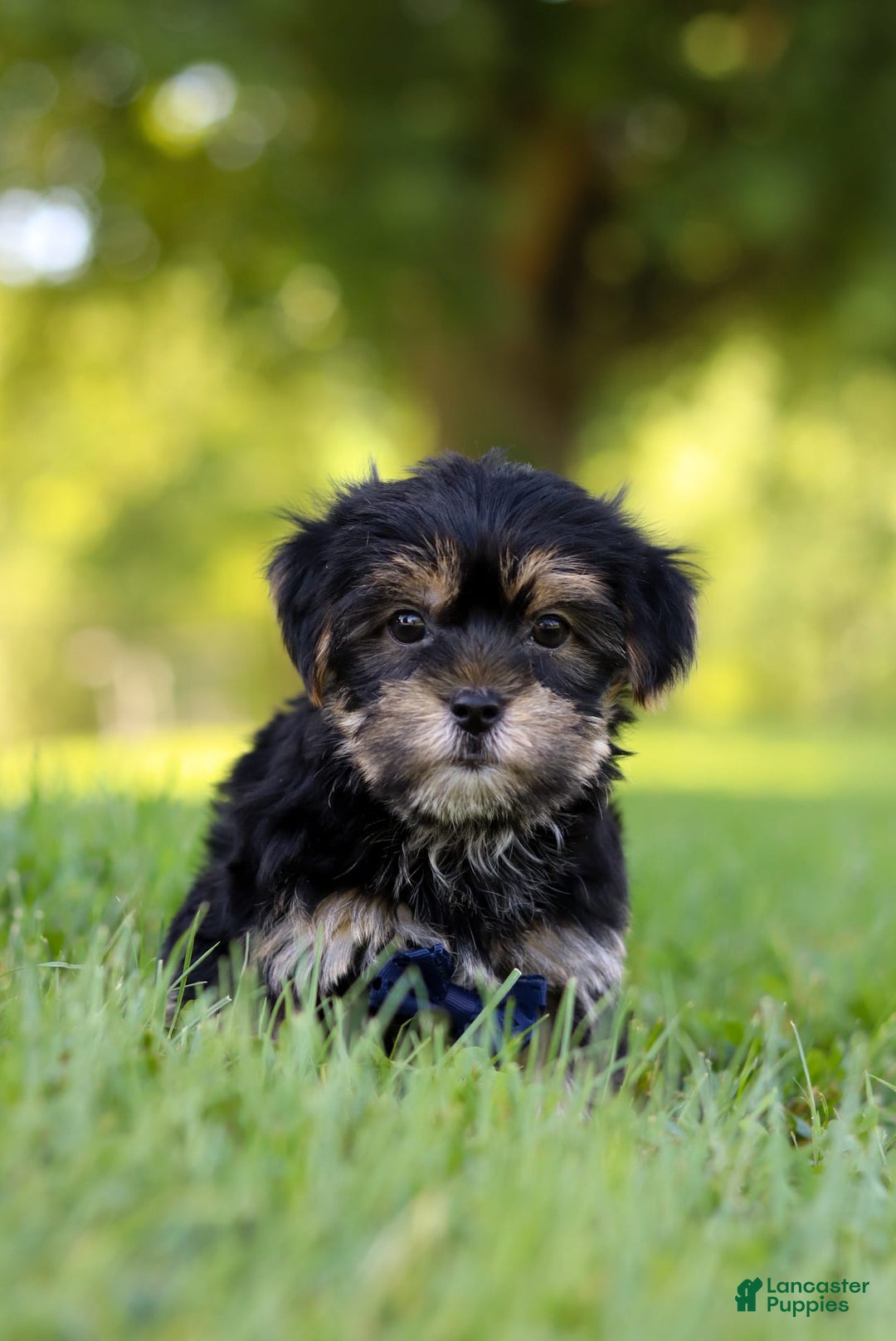 Morkie dogs for sale: George - Image 7