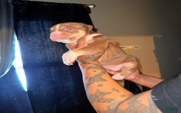 American Bully dogs for sale: Brookie - Image 4