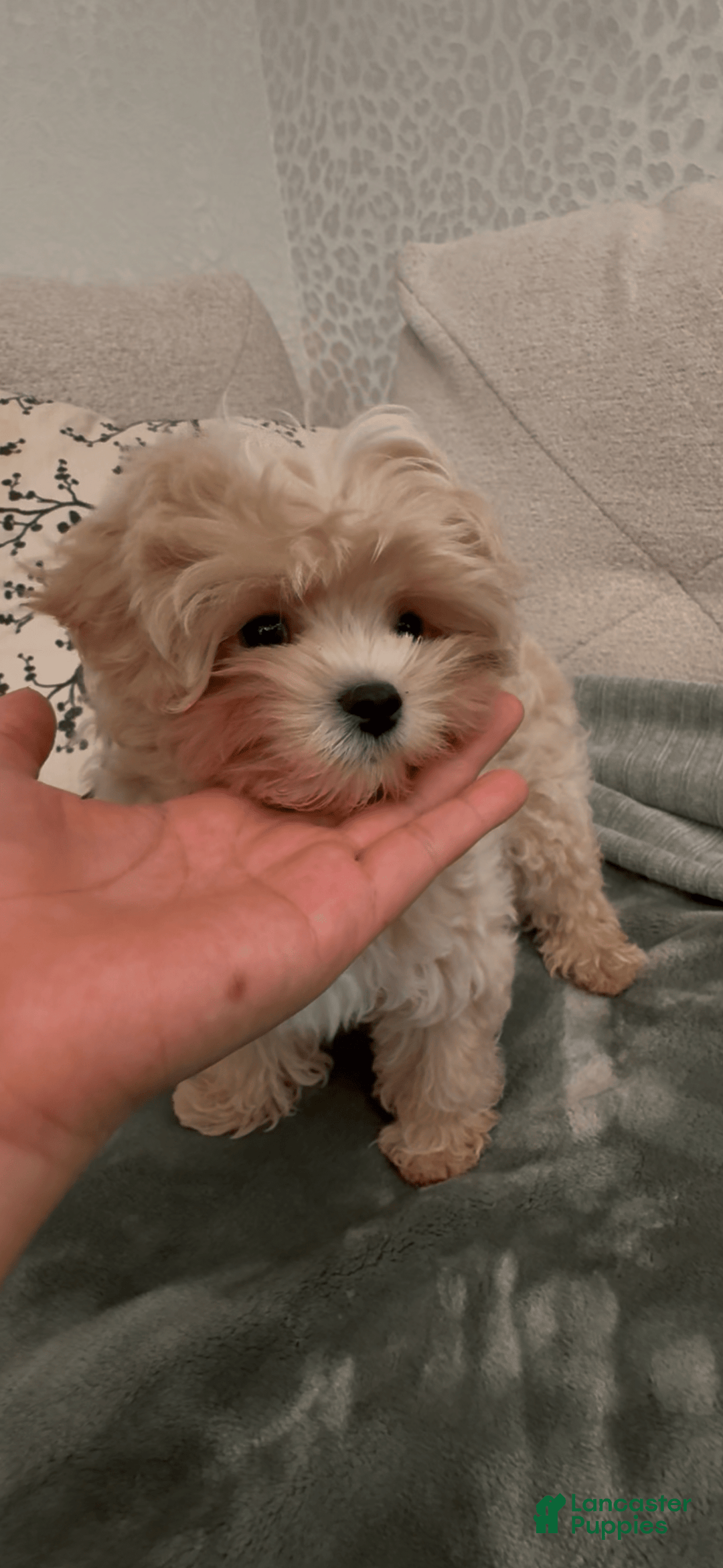 Maltipoo dogs for sale: Freeman - Image 3