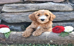 Mini Goldendoodle dogs for sale: Sophie - Image 4