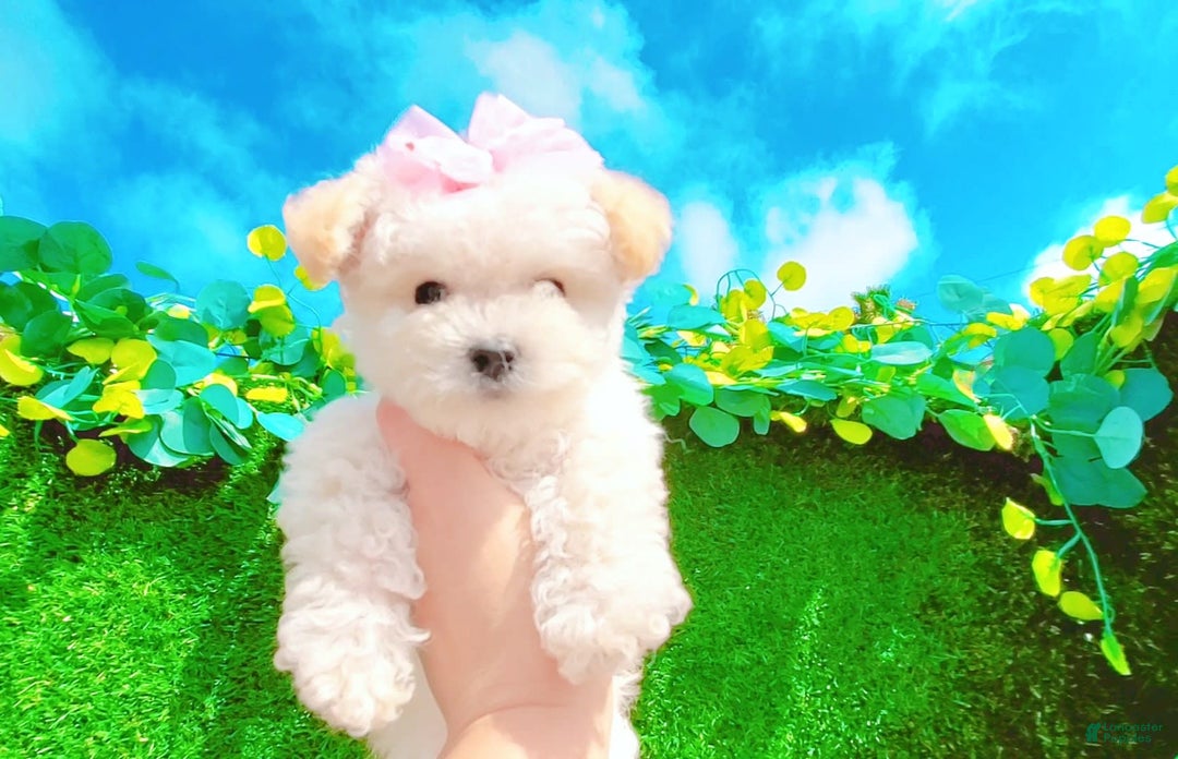 Maltipoo dogs for sale: Baby - Image 6