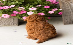  dogs for sale: Mini Goldendoodle 2 puppies - Image 10