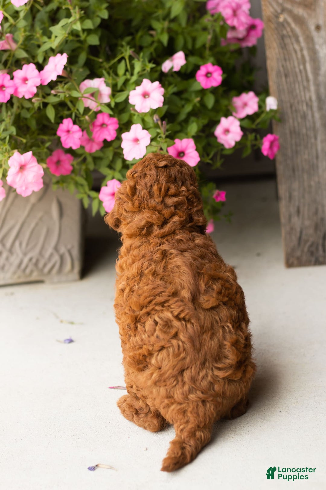  dogs for sale: Mini Goldendoodle 2 puppies - Image 10
