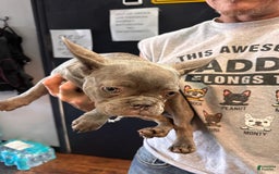 French Bulldog dogs for sale: CHEWIE - Image 14