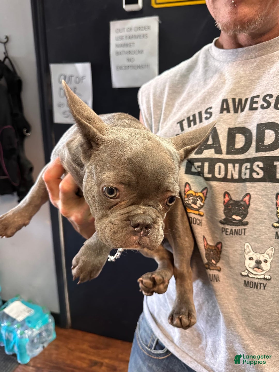French Bulldog dogs for sale: CHEWIE - Image 14