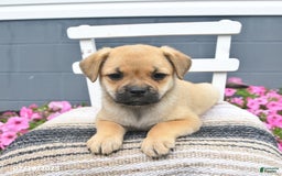Pug dogs for sale: Pearl - Image 3