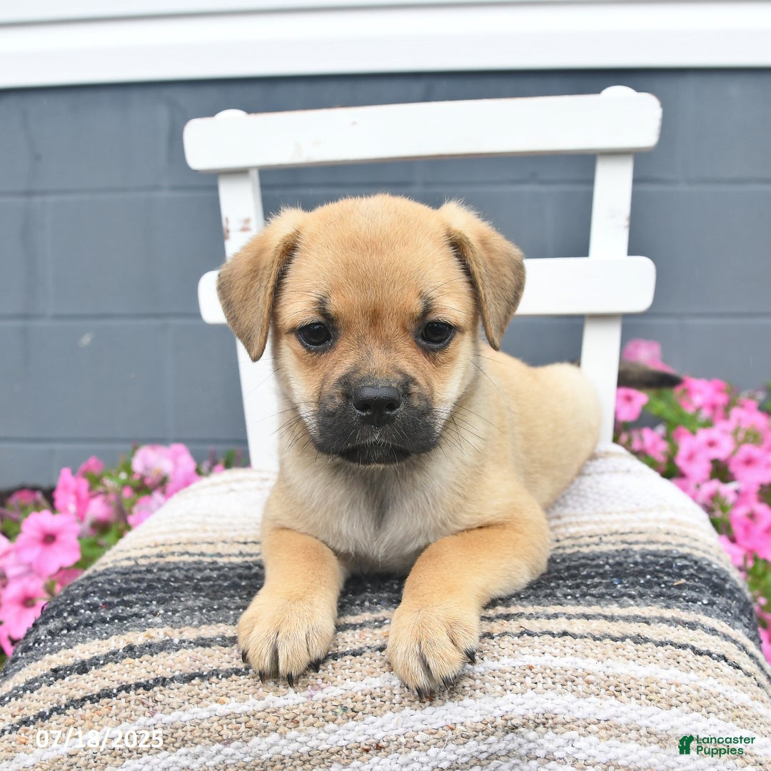Pug dogs for sale: Pearl - Image 3