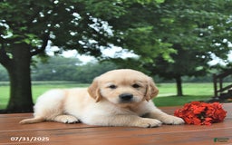 Golden Retriever dogs for sale: Golden Retriever 8 puppies - Image 13
