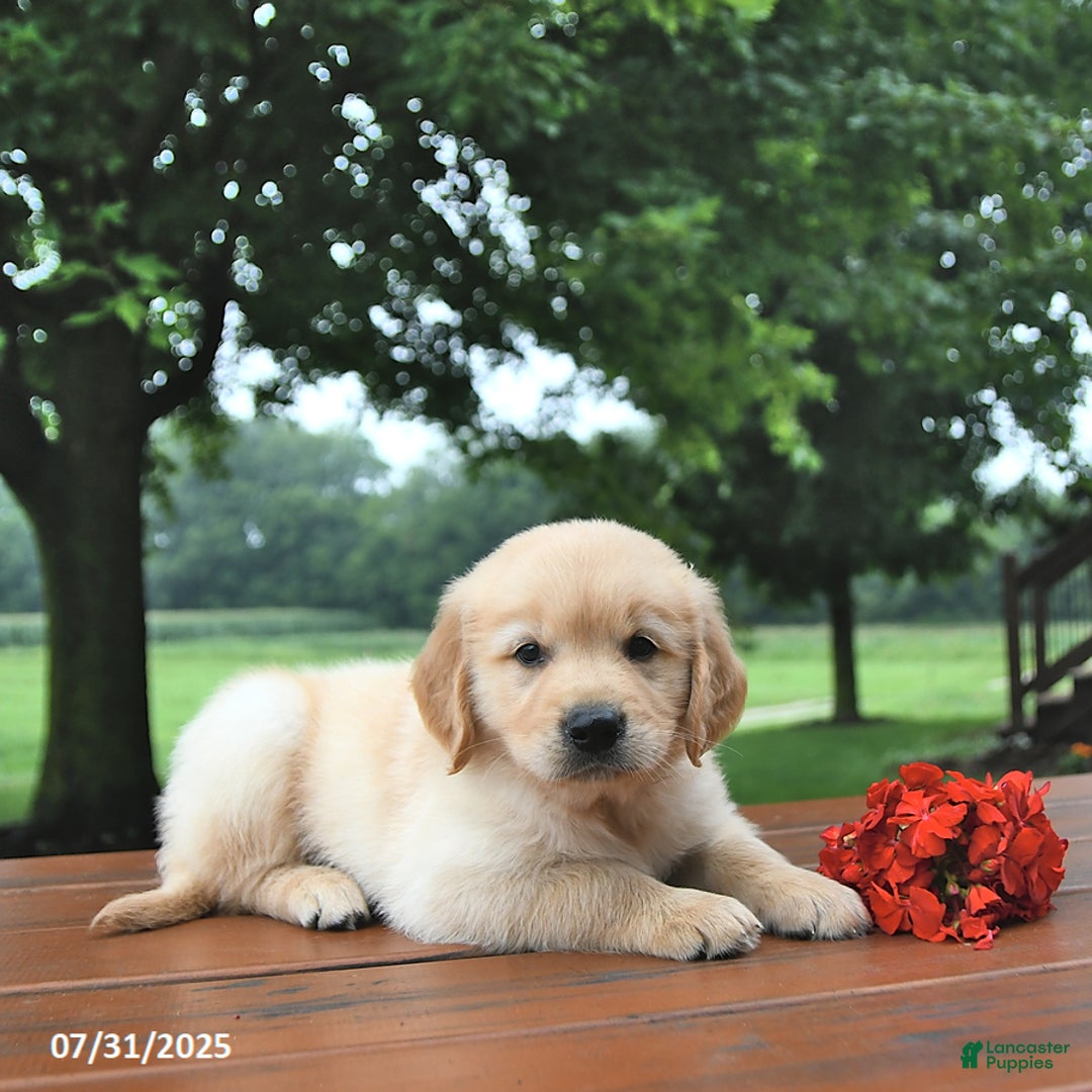 Golden Retriever dogs for sale: Golden Retriever 8 puppies - Image 13