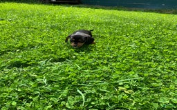 Dachshund dogs for sale: Long hollow Lenny - Image 3